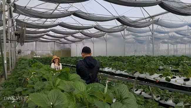 Thêm nữa, dâu Bạch Tuyết còn được trồng trên giá thể xơ dừa đã qua xử lý vi khuẩn. Ảnh: Dân Việt.