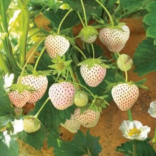 Từ khi trồng đến khi cây dâu Bạch Tuyết cho thu hoạch mất từ 45 – 60 ngày. Ảnh: Facebook.