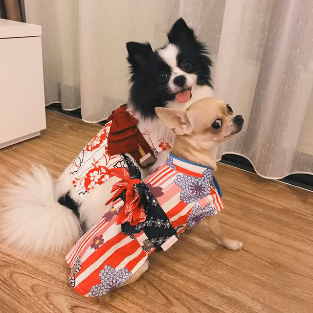 Nữ ca sĩ còn nuôi khá nhiều cún cưng trong nhà.