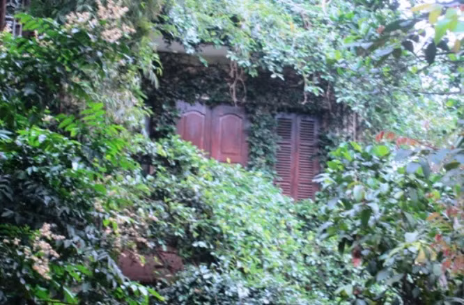 Đủ các loại dây leo bám kín khu vực cửa sổ tạo hình thù độc đáo. Ảnh: Vietnamnet.