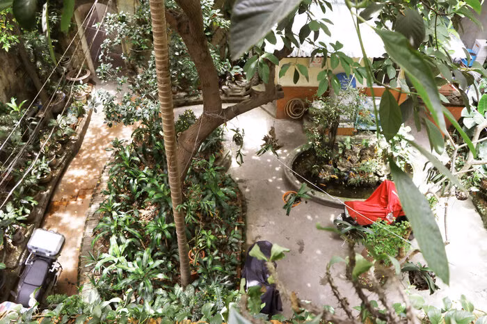 Đặc biệt, bên trong ngôi biệt thự là hệ thống cây xanh mọc tươi tốt, giúp xua đi cái nóng đỉnh điểm lên tới 40 độ của mùa hè. Ảnh: Saostar.