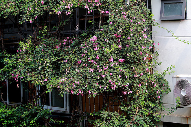 Cây hoa giấy giúp bên trong ngôi nhà ít bụi hơn, lại mát mẻ. Vào mùa hè, gia đình ít khi phải sử dụng điều hoà. Ảnh: Baotintuc.