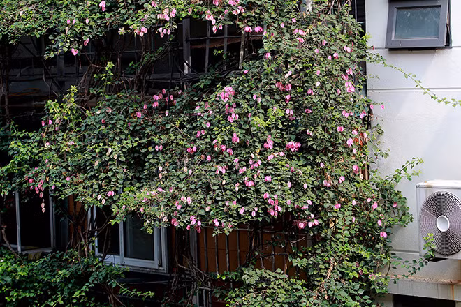 Cây hoa giấy giúp bên trong ngôi nhà ít bụi hơn, lại mát mẻ. Vào mùa hè, gia đình ít khi phải sử dụng điều hoà. Ảnh: Baotintuc.