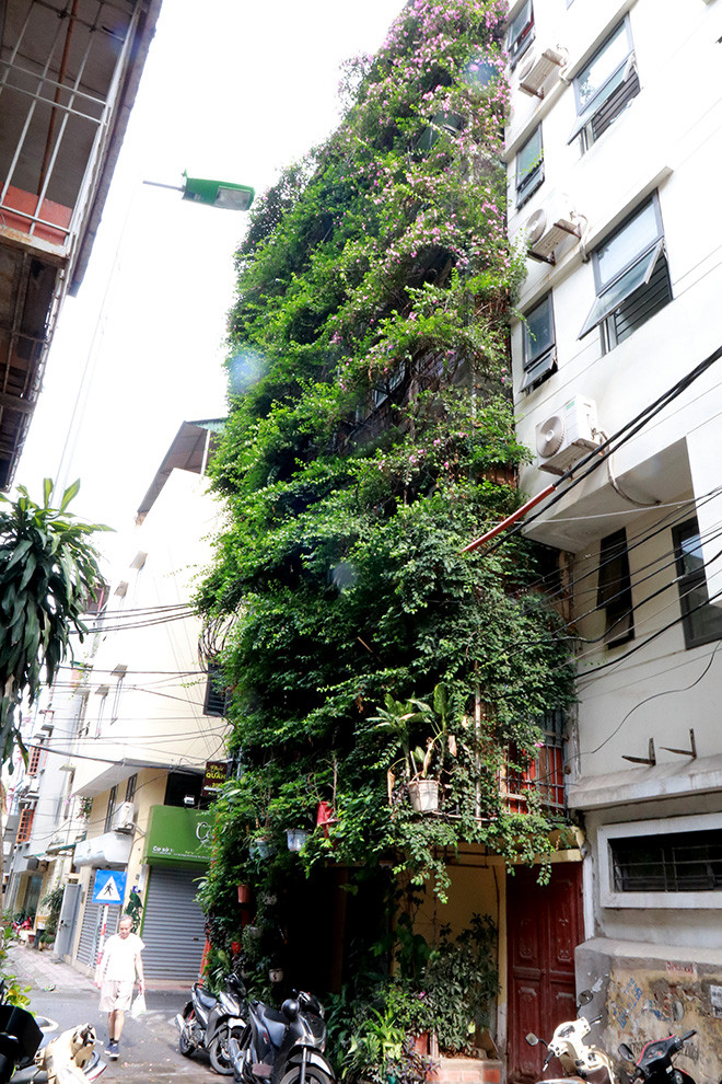 Năm 1990, sau khi xây nhà xong, xung quanh nhà ông đều là nhà cao tầng, nên nắng chiếu vào rất nóng. Vì vậy, gia đình trồng hai cây hoa giấy để che phủ tường nhà, tạo bóng mát. Ảnh: Baotintuc.