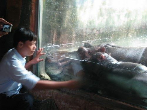 Đặc biệt, cặp hà mã được mua từ Israel, có giá hơn 17.000 Euro (chưa tính tiền vận chuyển), tương đương 453 triệu đồng/con. Ảnh: Zing.