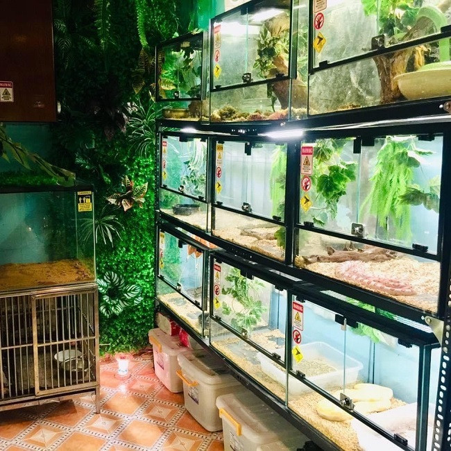 Không chỉ đầu tư tiền mua thú cưng, anh Thái còn tốn hàng chục triệu đồng để làm chuồng trại và tìm hiểu thật kỹ cách nuôi. Ảnh: Dân Việt.