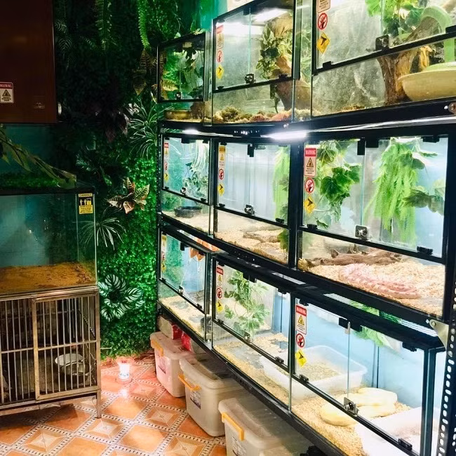 Không chỉ đầu tư tiền mua thú cưng, anh Thái còn tốn hàng chục triệu đồng để làm chuồng trại và tìm hiểu thật kỹ cách nuôi. Ảnh: Dân Việt.