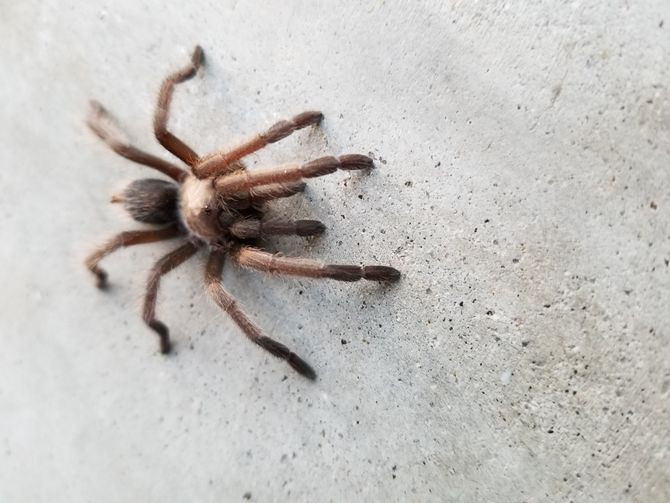 Loài nhện này chủ yếu có xuất xứ từ Mexico. Sau khi nhập về Việt Nam, nhện khổng lồ có giá tới vài trăm nghìn đồng, nhện trưởng thành giá vài triệu đồng/con. Ảnh: Wikihow.