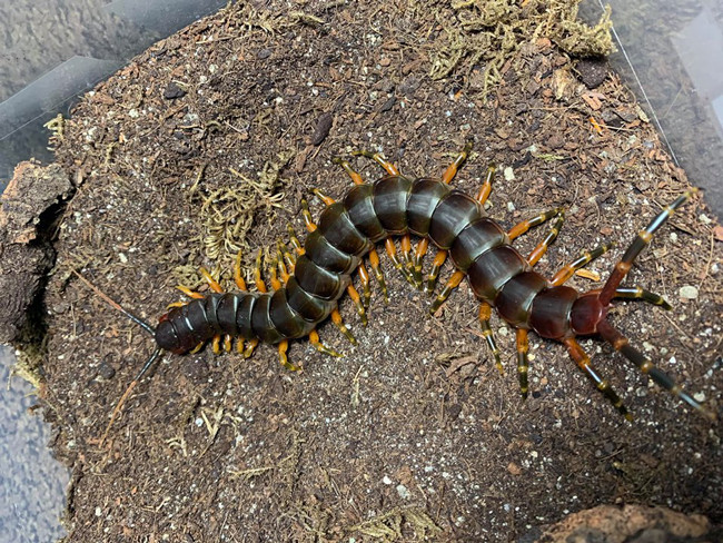 Có niềm đam mê với những con vật độc, lạ, anh Khang Nguyễn (Ninh Kiều, Cần Thơ) đã bỏ ra hàng chục triệu đồng để sở hữu 20 con rết các loại. Ảnh: Dân Việt.