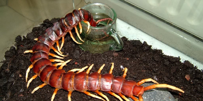 Trước đây, rết thường là nỗi ám ảnh, khiếp sợ đối với nhiều người tuy nhiên, vài năm trở lại đây rết lại được nhiều dân chơi sinh vật cảnh “chuộng” mua làm vật cưng trong nhà. Ảnh: Yan.