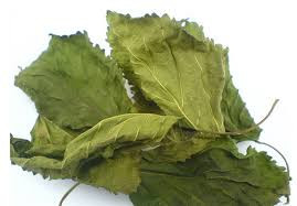 Trong khi đó, ở nhiều nơi lá dâu hoàn toàn có thể đi hái hoặc đi xin không mất tiền. Nguồn ảnh: Internet, chụp màn hình