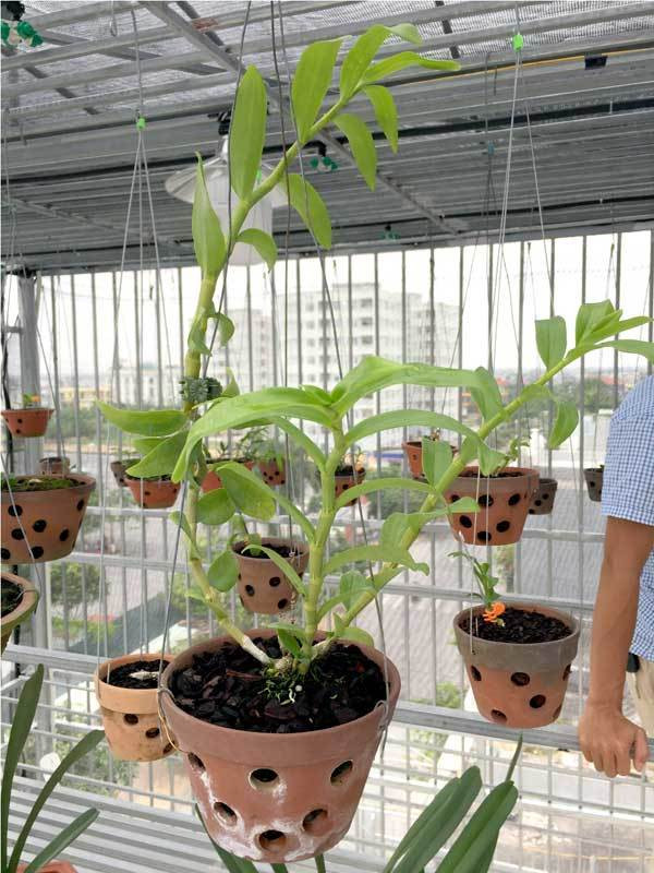 Thực tế, đây không phải là lần đầu tiên xuất hiện giao dịch lan đột biến tiền tỷ ở nước ta. Đầu tháng 6 năm ngoái, tại khách sạn Dầu khí (TP. Thái Bình), giò phong lan phi điệp đột biến có tên “Người đẹp Bình Dương” đã được bàn giao cho chủ nhân mới là một nhóm người đàn ông yêu lan ở TP.Thái Bình với trị giá bán đến chục tỷ đồng. Ảnh: Dân Việt.