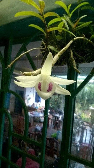 Năm 2018, một đại gia ở Đà Nẵng đã bỏ ra 6,8 tỷ đồng để sở hữu giò lan giã Hạc đột biến 5 cánh trắng. Ảnh: Vietnamnet.