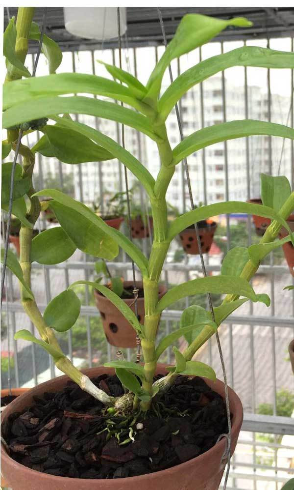 Giò lan phi điệp đột biến có 3 thân, dài khoảng gần 1m được để trong một vườn lan rộng, có mái che, quạt thông gió và hệ thống tưới nước tự động. Ảnh: Dân Việt.