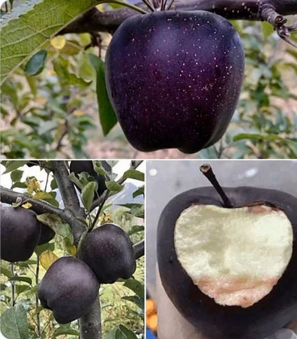 Thông thường, các cây táo khác trưởng thành trong vòng 2 - 3 năm, lâu nhất là 5 năm. Nhưng táo kim cương đen lại mất 8 năm để trưởng thành.
