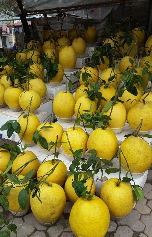 Loại quả này được cho là tượng trưng cho sự sung túc, may mắn và thịnh vượng. Ảnh: Facebook