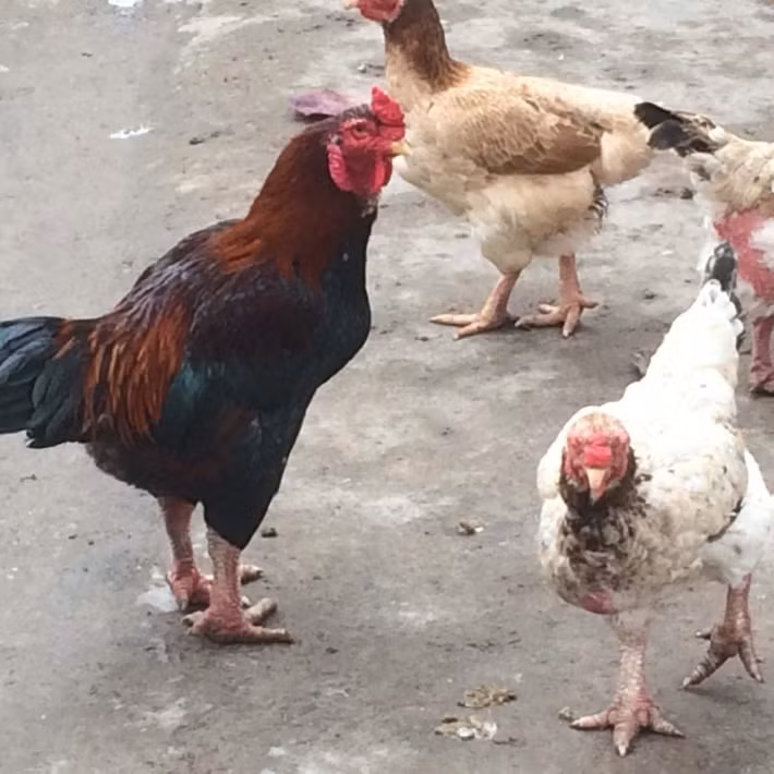 Những ngày cận Tết, xã Tiên Phong, Hà Nam lại đón nhiều thương lái và khách đến tận nơi đặt hàng. Ảnh: Facebook