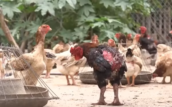 Gà trống có lông màu đỏ tía, mượt, đuôi ngắn, chân to, vảy thẳng hàng không xù xì như gà Đông Tảo (Hưng Yên). Ảnh: Niên Giám Nông nghiệp