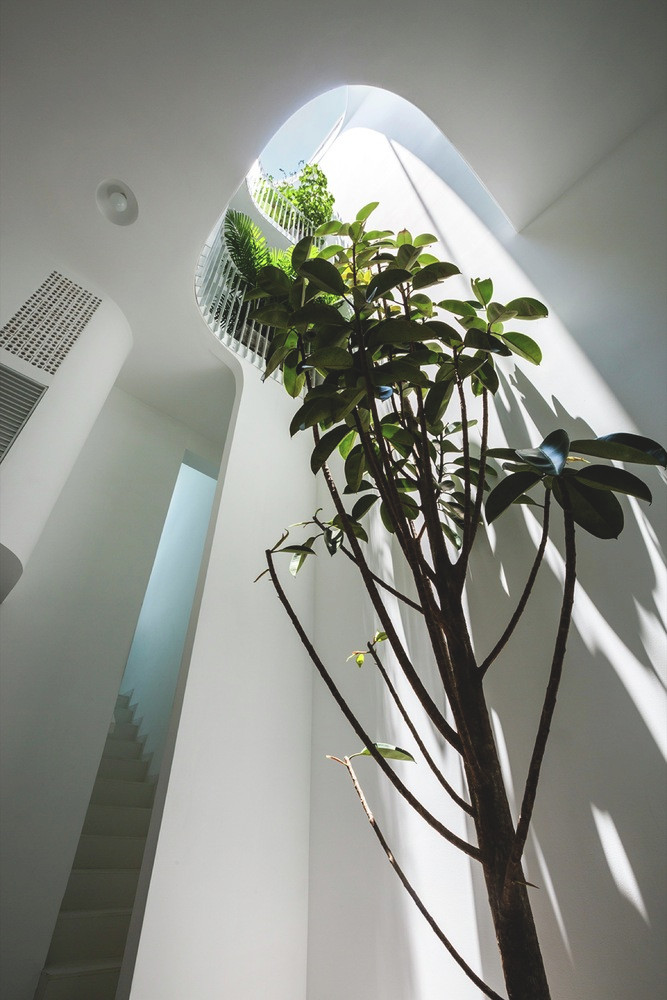 Cây được trồng trực tiếp xuống nền phòng khách tại tầng 1 và mọc thẳng trong lòng giếng trời hướng lên cửa sổ trời trên mái nhà. Ảnh: Hiroyuki Oki