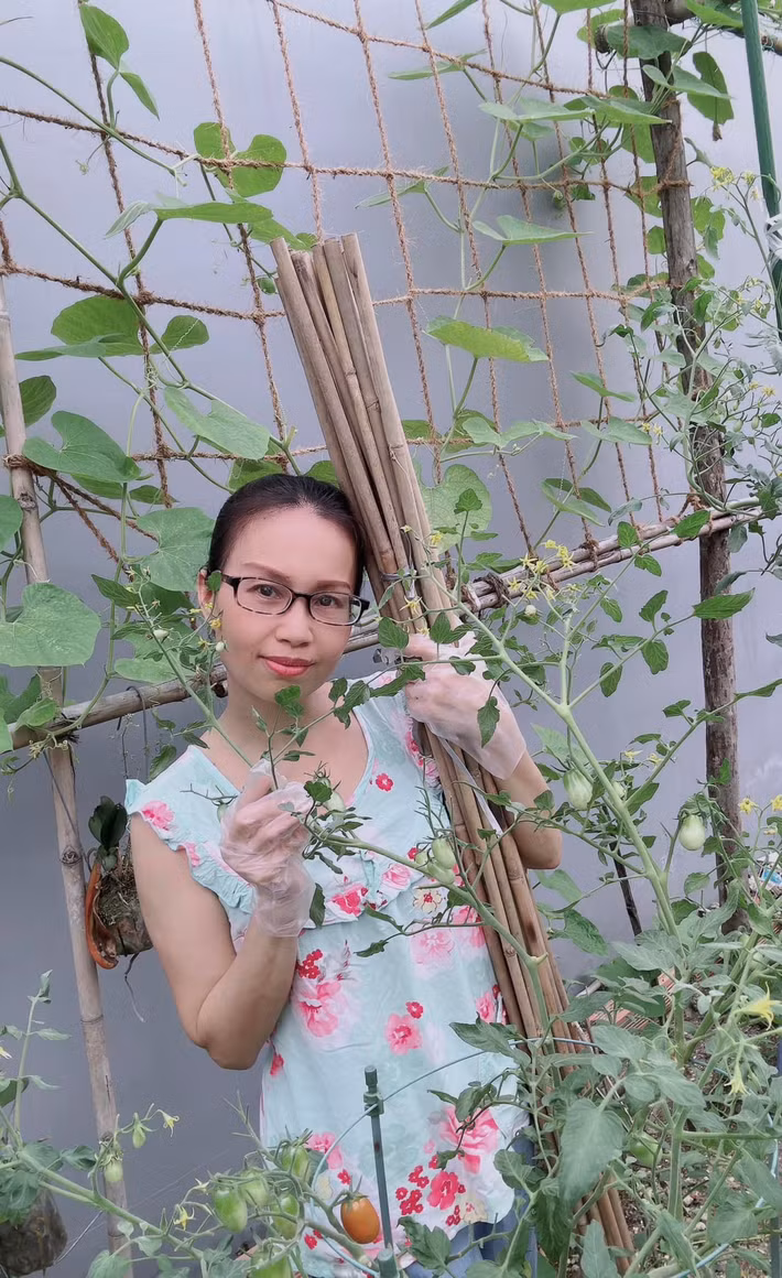 Giàn cà chua cho rất nhiều trái. Ảnh: FB Cẩm Ly