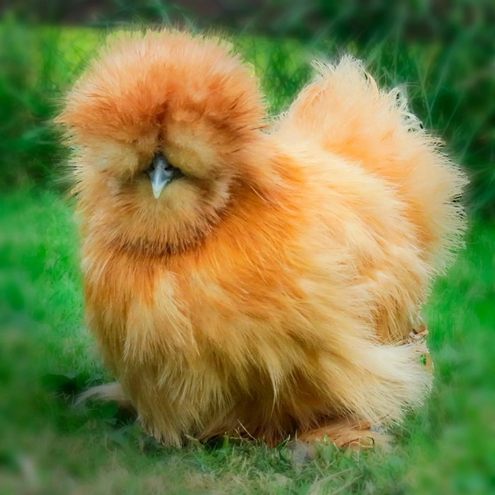 Theo các nhà nghiên cứu, gà lông xù xuất xứ từ Trung Quốc và được đưa vào Châu Âu khoản 200 năm trước. Ảnh: Valley Hatchery