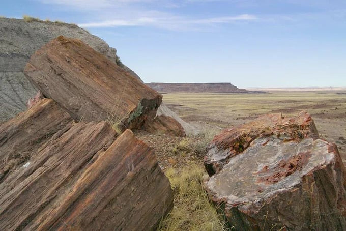  Gỗ hóa ngọc được hình thành từ rừng cây nguyên sinh dưới tác động của núi lửa. Gỗ bị chôn vùi trong nham thạch hàng triệu năm và hóa ngọc. Ảnh: Internet