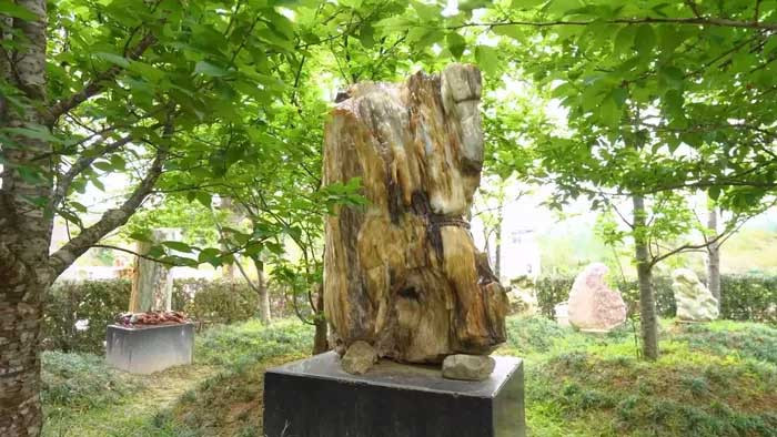 Vì thế, hóa thạch gỗ có đặc tính từ trường bền vững. Ảnh: Internet