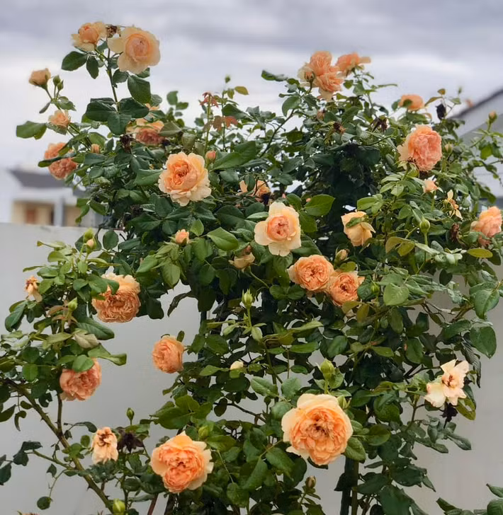 Ấn tượng nhất có lẽ là vườn hồng đủ sắc màu đua nhau khoe sắc. Ảnh: FB Dạ Thảo