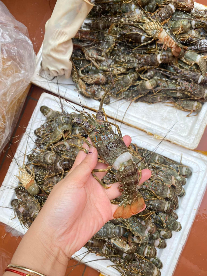 Tuy nhiên, chị Thu cũng thừa nhận, tôm hùm giá rẻ này là tôm hùm ngộp được ủ đá, trọng lượng mỗi con chỉ 100gram (1 lạng), không phải hàng đang bơi. Ảnh: Facebook