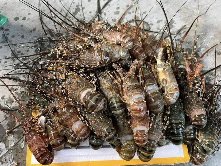 Cùng với đó, người bán còn khẳng định “bao ăn đến từng con”, khách nhận hàng được kiểm tra trước khi chuyển khoản thanh toán. Tôm hùm có thể đem hấp, nướng, thả lẩu....Ảnh: Vietnamnet