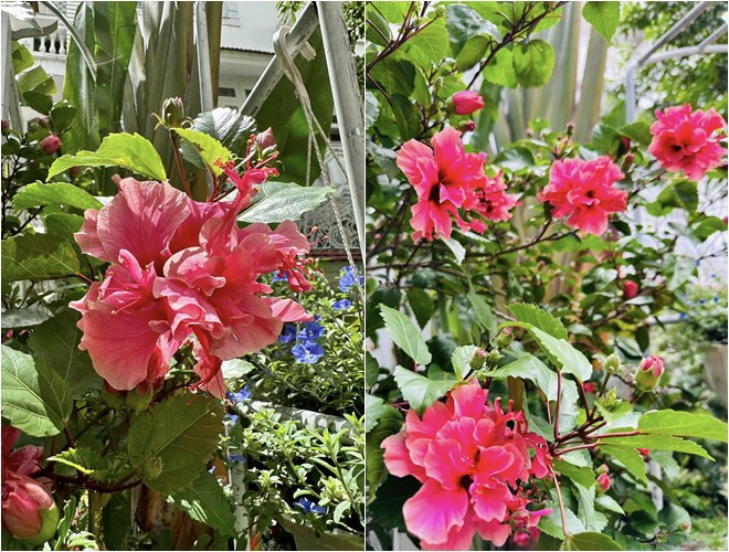 Trong khu vườn, Vy Oanh trồng đủ các loại hoa như dâm bụt, bách thủy tiên, tuyết anh, kim ngân, dạ yến thảo... Ảnh: FBNV