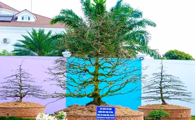 Trung bình, các cây mai có chiều cao dao động từ 3m đến 9m. Ảnh: Dân trí