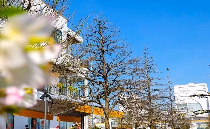 Để có được vườn mai này, chủ nhân đã phải nhờ người săn lùng khắp các tỉnh, thành miền Tây và hoàn thành bộ sưu tập hơn 60 cây chỉ trong vòng 1 năm. Ảnh: Dân trí