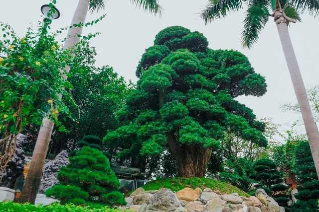 Thậm chí, có cây cổ thụ lên tới 700 năm tuổi, được gia chủ chuyển từ Nhật về. Ảnh: Nhịp sống thị trường