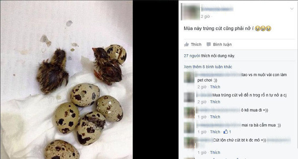 Một thành viên bỗng trở thành bà mẹ bất đắc dĩ cho lũ chim cút nở sớm vì quá nóng.