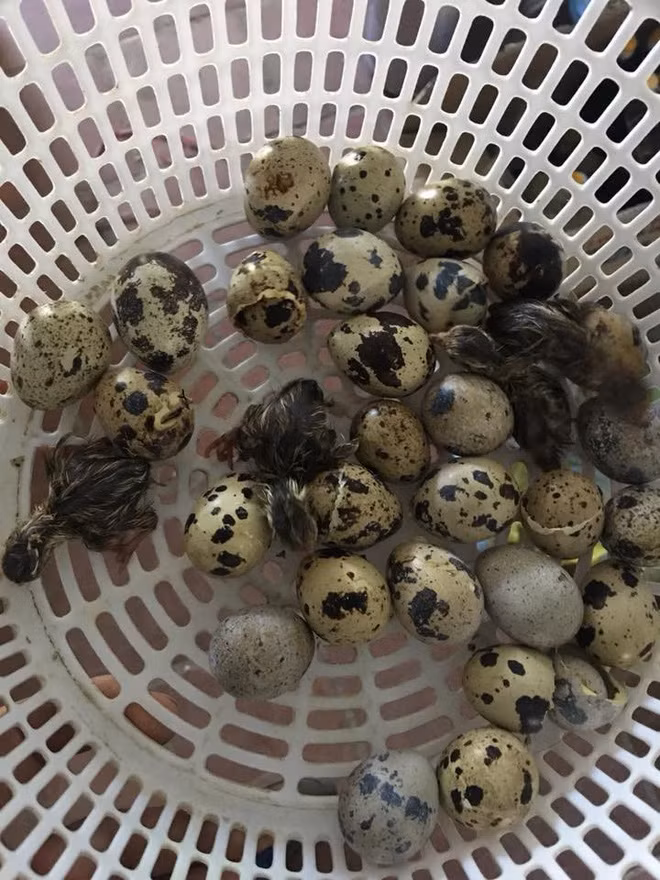 Mới đây trên mạng xã hội, câu chuyện trong những ngày nắng của một anh chàng có tên H.A mua cả rổ trứng chim cút lộn về, chưa kịp chế biến, cả rổ trứng đã nở bung thành đàn chim.