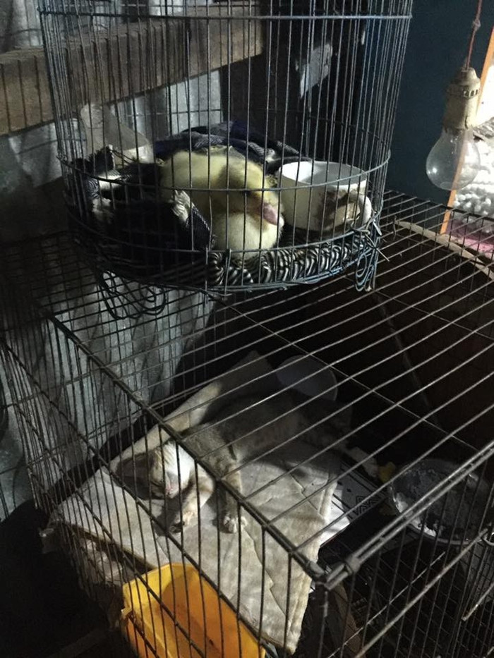 Khi nhà có thêm một thú cưng đáng yêu vì thời tiết nắng nóng đỉnh điểm.