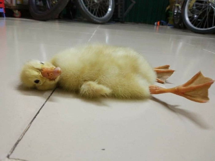 Ảnh sử dụng trong bài: Sưu tầm Facebook.