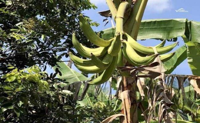 Trên thị trường, chuối tá quạ có giá từ 9.000 - 12.000 đồng/trái. Cây giống có giá dao động từ 150.000 - 450.000 đồng/cây, tùy kích thước. Ảnh: Vietnamnet