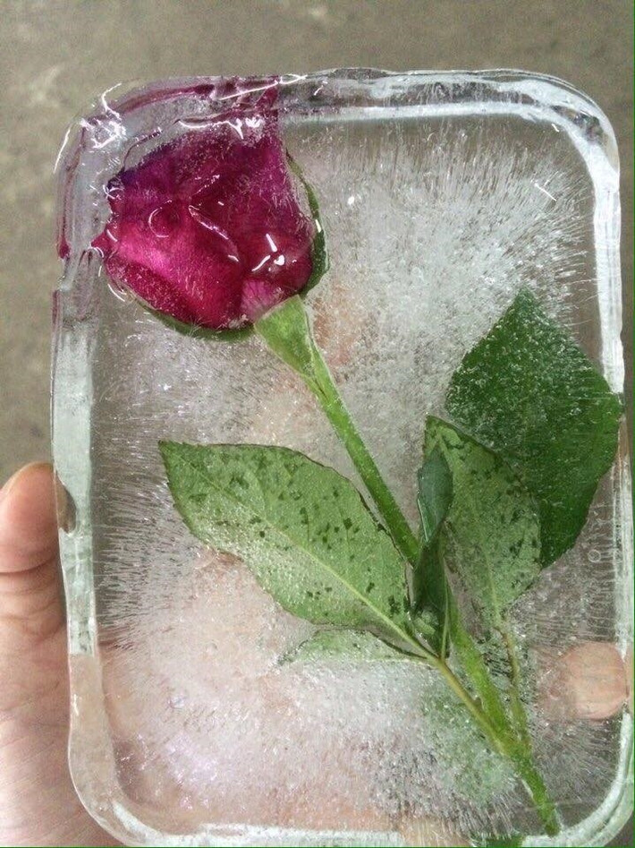 Để một bông hoa hồng được vĩnh cửu thành quà tặng 8/3 các chàng trai đã nghĩ ra cách cho nó đông đá.