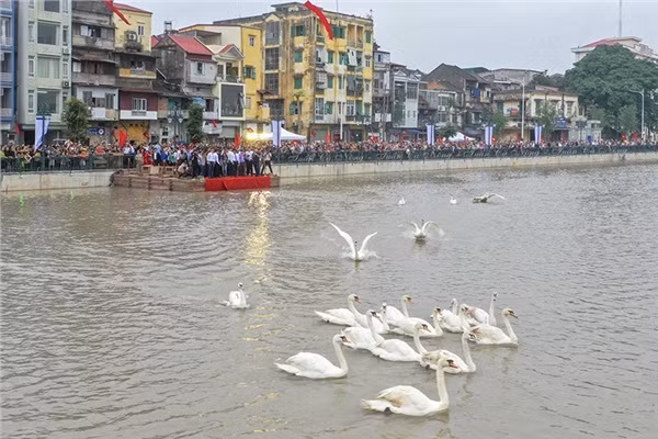Hiện tại, đông đảo người dân Hải Phòng vẫn mạnh mẽ kêu gọi mọi người tới xem thiên nga cần có ý thức bảo vệ môi trường cũng như sức khỏe cho đàn thiên nga. Tuy nhiên, vẫn còn một số người dân thiếu ý thức, coi thường cảnh báo khiến không ít người bức xúc.