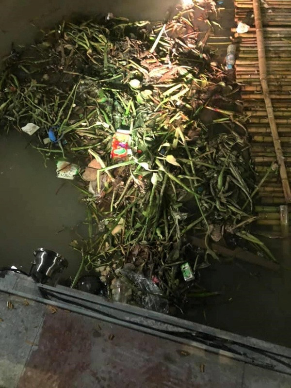 Đa phần mọi người đều tỏ ra bức xúc trước hành động kém ý thức của người phụ nữ này khi cho đàn thiên nga ăn bánh mì que.