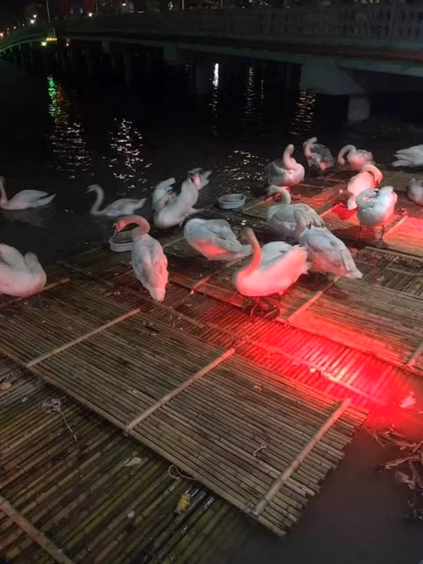 Cụ thể, nickname M.T bình luận: "Thật không hiểu nổi là người phụ nữ đó vô tình hay cố ý mà ném bánh mỳ xuống sông như vậy. Thiên nga có ăn được bánh mỳ đâu, vứt thế càng làm ô nhiễm môi trường. Chẳng lẽ đi xem thiên nga mà không biết là cái gì nên và không nên làm hay sao".