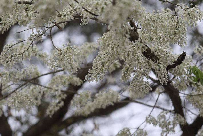 Hoa sưa nở không kéo dài cả tháng mà chỉ rộ một vài ngày, những chùm hoa sưa trắng bông nhưng ngọt ngào đến lạ như thổi vào lòng người một cơn gió mới, trong veo, tinh khiết.