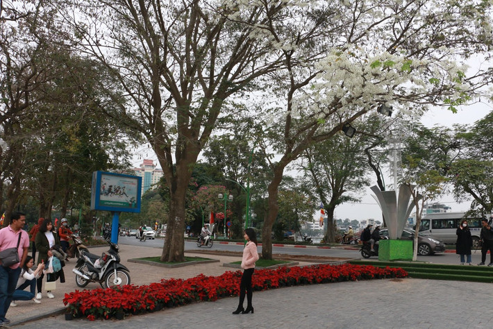 Đến hẹn lại lên, cứ vào độ cuối tháng 2, bạn trẻ Thủ đô lại được ngắm nhìn thành phố thay áo mới, hết áo tím hoa ban lại đến trắng tinh khôi màu hoa sưa.