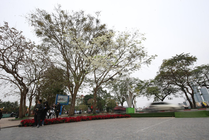 Từng cánh hoa trắng li ti khiến bầu trời Hà Nội như đổ tuyết rơi.
