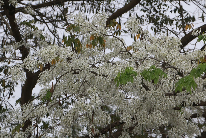Những cánh hoa sưa nhỏ li ti "phủ tuyết" trắng khắp các con đường, mang lại cảm giác lãng mạn ít nơi nào có được.