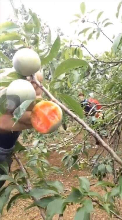 Không chỉ nhổ đi, nhóm thanh niên phá vườn mận trên còn ăn những quả mận đang trên cây thay vì hái chúng xuống rồi thưởng thức như bình thường.