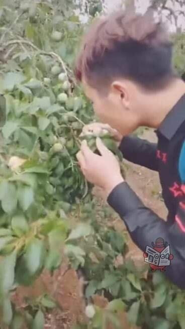 Chứng kiến hành động này của nhóm thanh niên phá vườn mận mộc châu, CĐM đều tỏ rõ sự phẫn nộ, tất cả đều cho rằng đây là hành động vô cùng phản cảm và nhiều lời chỉ trích đã được gửi đi.