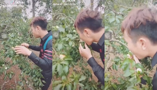 Hình ảnh phá hoại vườn mận Mộc Châu của nhóm thanh niên khiến CĐM mạng phẫn nộ.